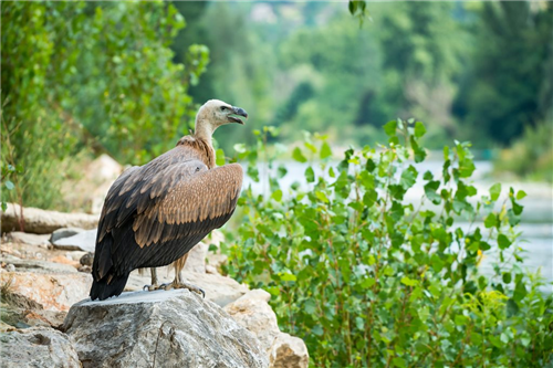 3-sterren camping Les Bords du Tarn in Mostuejouls in Aveyron